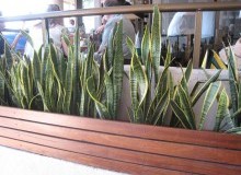 Kwikfynd Indoor Planting
boolarra