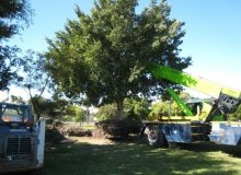 Kwikfynd Tree Management Services
boolarra